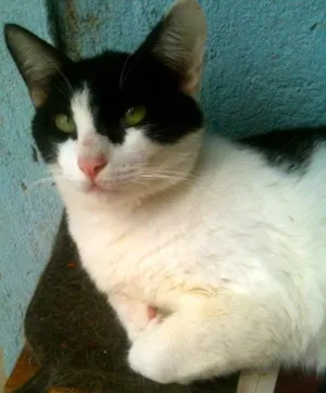 Gato raça SRD idade 7 a 11 meses nome figaro