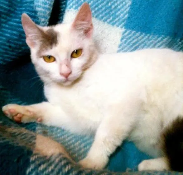 Gato ra a SRD idade 2 a 6 meses nome Susie