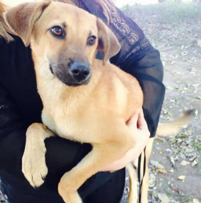 Cachorro ra a SRD idade 2 a 6 meses nome Sabrina