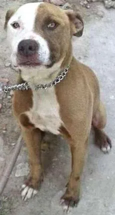 Cachorro raça pit buul idade 3 anos nome nick