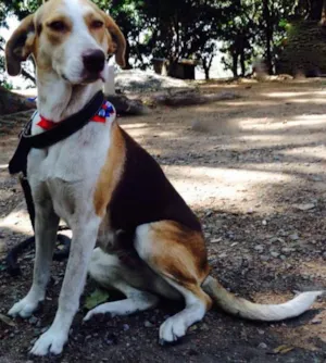 Cachorro raça SRD idade  nome Lana