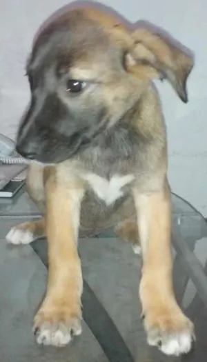 Cachorro raça SRD idade 2 a 6 meses nome Amora 