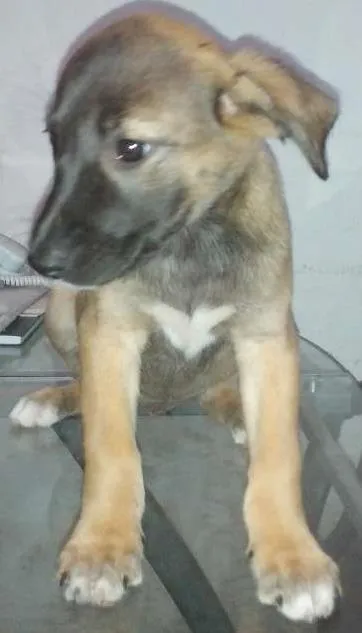 Cachorro ra a SRD idade 2 a 6 meses nome Amora 