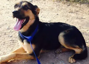 Cachorro raça SRD idade  nome Rosa