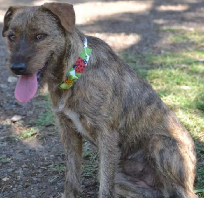 Cachorro ra a SRD idade 1 ano nome LUMA - Um amor de m