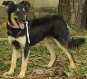 Cachorro raça SRD idade 1 ano nome MILADY - Uma fofura!