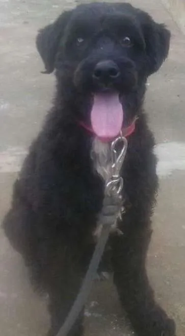 Cachorro ra a Poodle mix idade 1 ano nome Marvin
