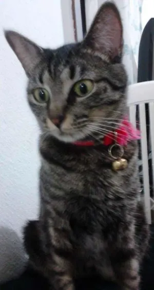 Gato raça não definida idade 1 ano nome Nina