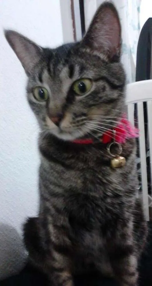 Gato ra a não definida idade 1 ano nome Nina