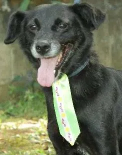 Cachorro ra a SRD idade 6 ou mais anos nome CHAPLIN - Fofíssimo!