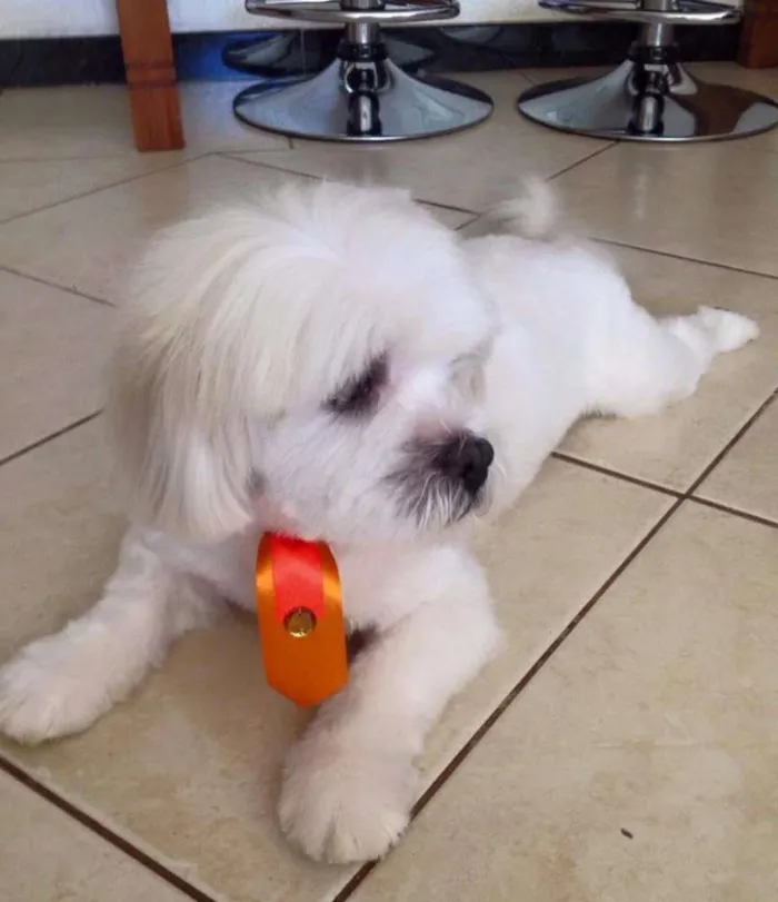 Cachorro ra a ihasa apso idade 3 anos nome boy