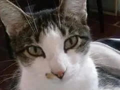 Gato ra a indefinida idade 2 anos nome Íris