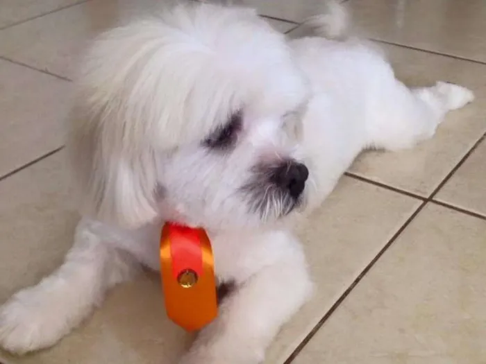 Cachorro ra a ihasa apso idade 3 anos nome boy