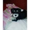 Romeu