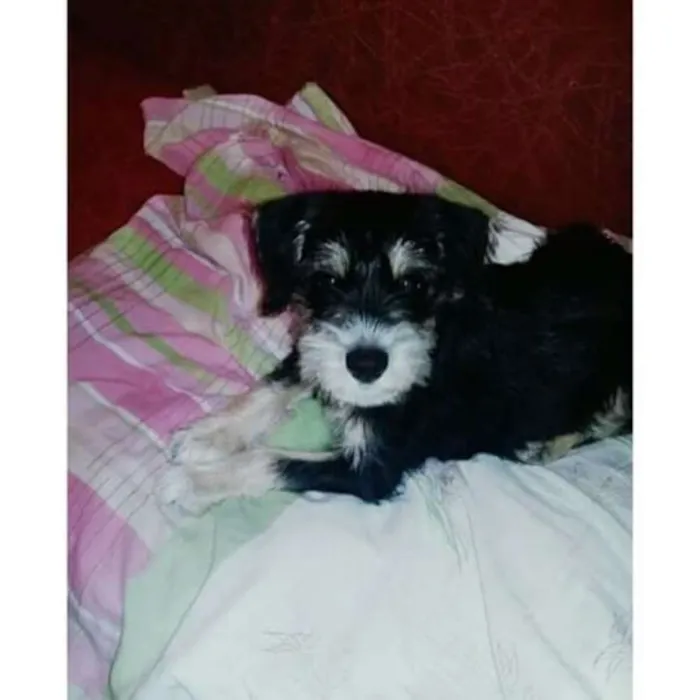 Cachorro raça Misturado  idade 2 a 6 meses nome Romeu