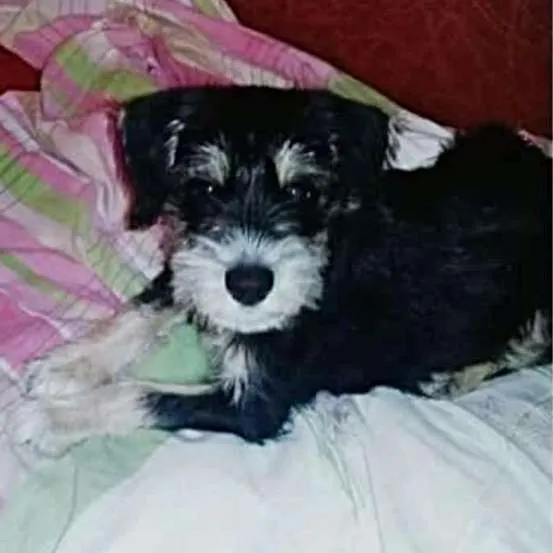 Cachorro raça Misturado  idade 2 a 6 meses nome Romeu