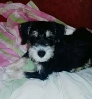 Cachorro raça Misturado  idade 2 a 6 meses nome Romeu