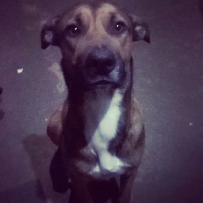 Cachorro ra a SRD idade 1 ano nome Ferraz