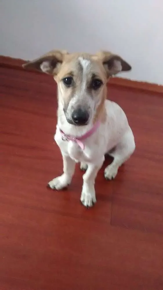 Cachorro ra a Pinscher x Salsicha idade 7 a 11 meses nome Meg e Smith
