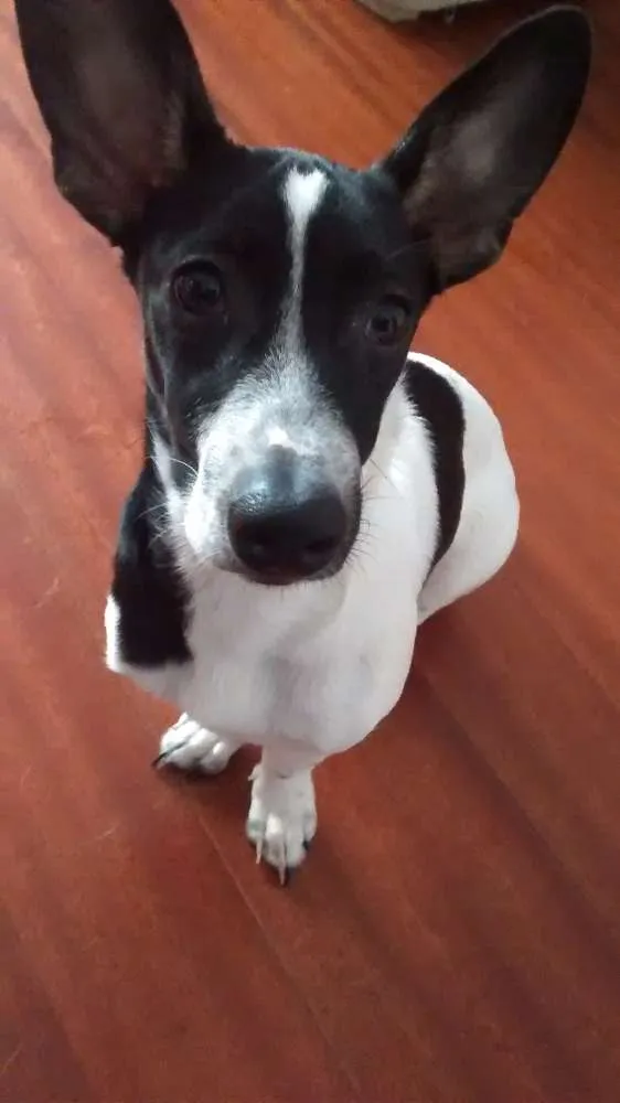 Cachorro ra a Pinscher x Salsicha idade 7 a 11 meses nome Meg e Smith