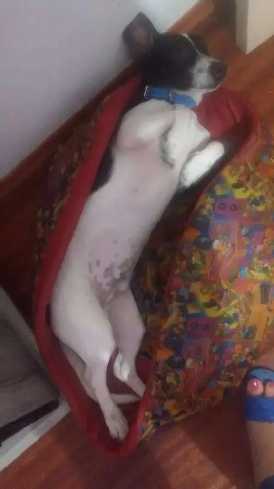 Cachorro ra a Pinscher x Salsicha idade 7 a 11 meses nome Meg e Smith