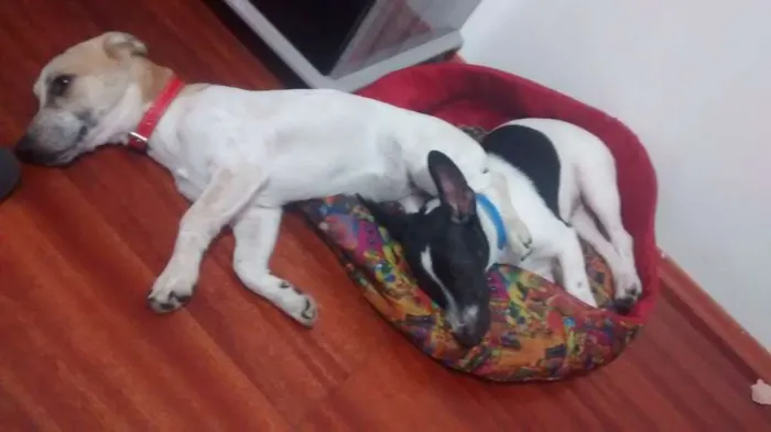 Cachorro ra a Pinscher x Salsicha idade 7 a 11 meses nome Meg e Smith
