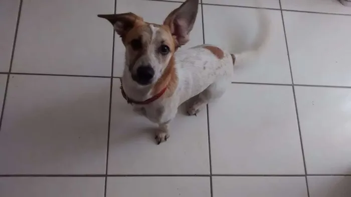 Cachorro ra a Pinscher x Salsicha idade 7 a 11 meses nome Meg e Smith