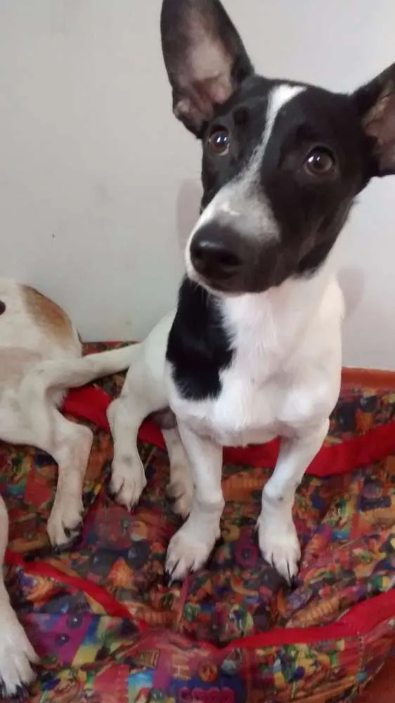 Cachorro ra a Pinscher x Salsicha idade 7 a 11 meses nome Meg e Smith