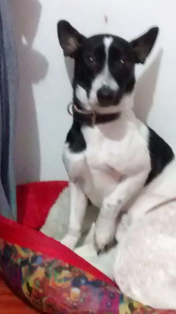 Cachorro ra a Pinscher x Salsicha idade 7 a 11 meses nome Meg e Smith