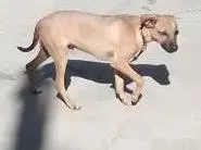 Cachorro ra a SRD idade 2 a 6 meses nome Ralph