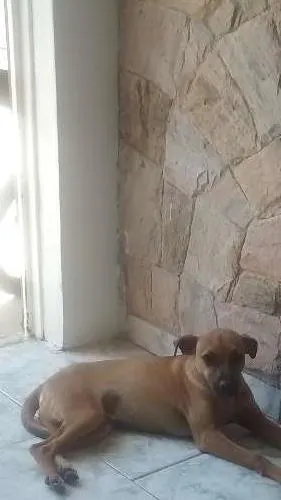 Cachorro ra a SRD idade 2 a 6 meses nome Ralph