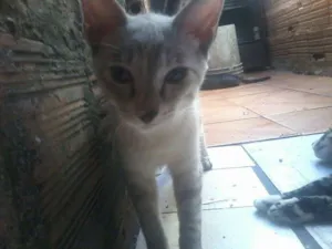 Gato raça  idade 7 a 11 meses nome Toby,Princesa,Cinzinha