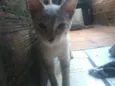 Toby,Princesa,Cinzinha