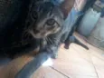 Toby,Princesa,Cinzinha