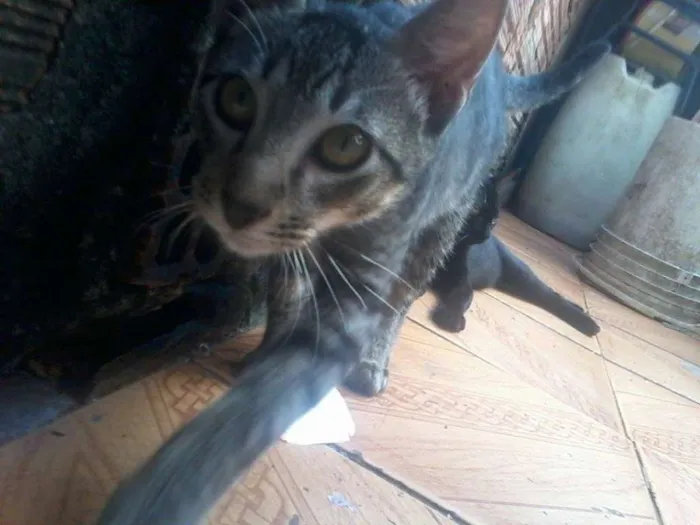 Gato raça  idade 7 a 11 meses nome Toby,Princesa,Cinzinha