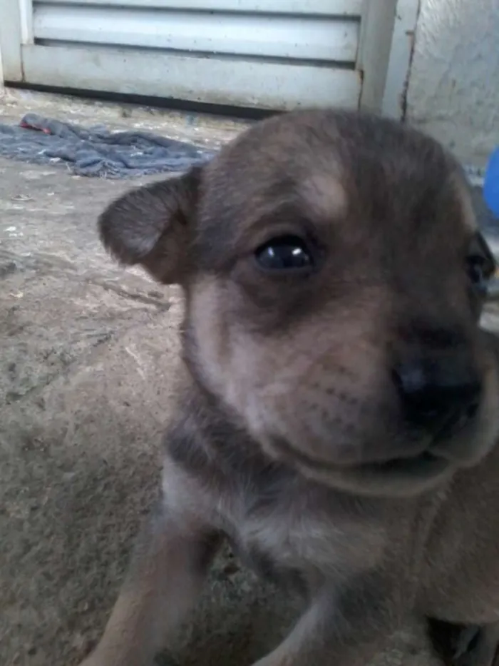 Cachorro ra a viralatas  idade 2 a 6 meses nome BEBES