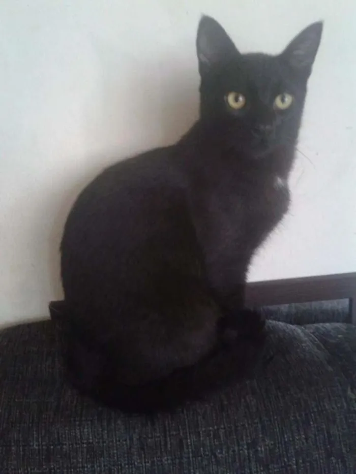 Gato ra a SRD idade 7 a 11 meses nome Pretinho