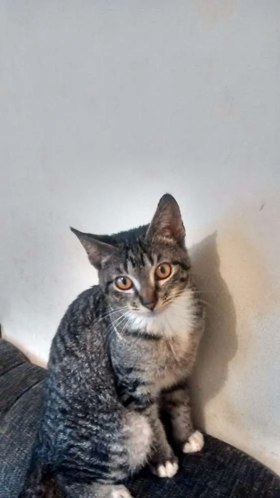 Gato ra a SRD idade 2 a 6 meses nome Rajadinho