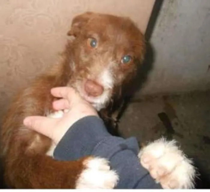 Cachorro ra a SRD idade 7 a 11 meses nome ROCKY