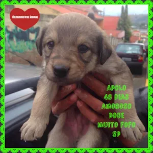 Cachorro raça SRD idade Abaixo de 2 meses nome Apolo