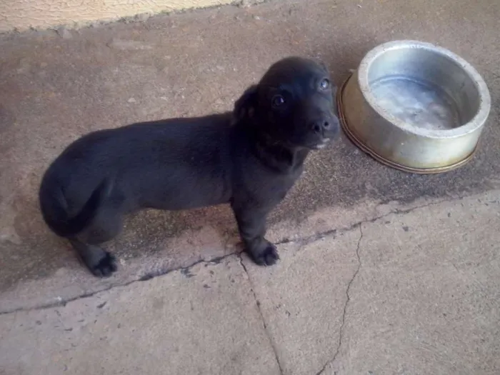 Cachorro ra a Sem raça definida idade Abaixo de 2 meses nome Sem nome