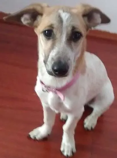 Cachorro ra a Pinscher x Salsicha idade 7 a 11 meses nome Meg e Smith