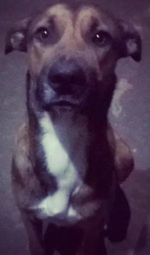 Cachorro raça SRD idade 1 ano nome Ferraz