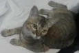 Vida