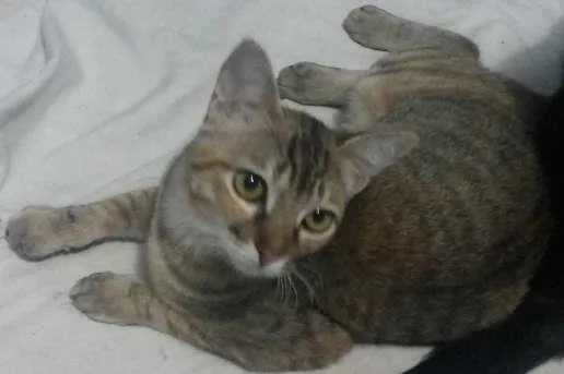 Gato ra a srd idade 7 a 11 meses nome Vida