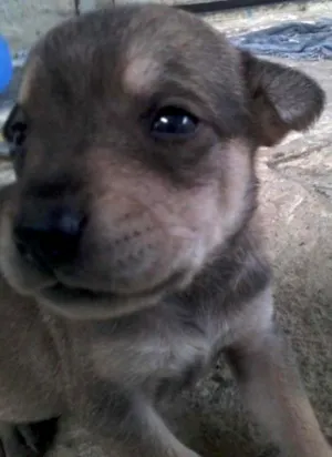 Cachorro raça viralatas  idade 2 a 6 meses nome BEBES