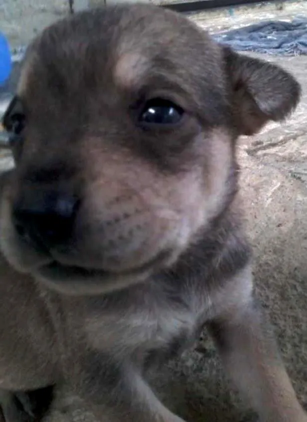 Cachorro ra a viralatas  idade 2 a 6 meses nome BEBES