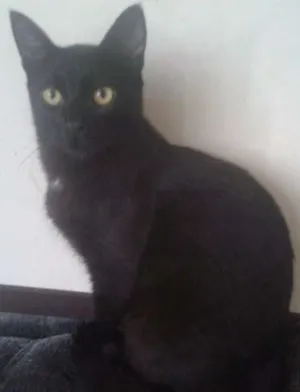 Gato raça SRD idade 7 a 11 meses nome Pretinho