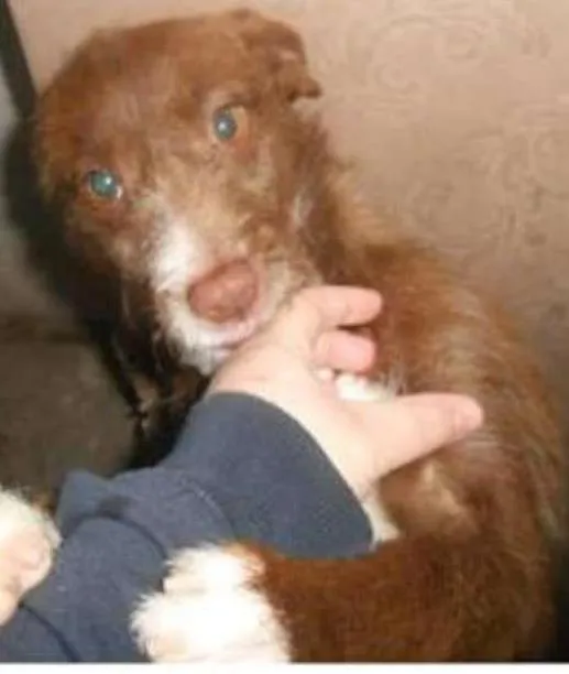 Cachorro ra a SRD idade 7 a 11 meses nome ROCKY