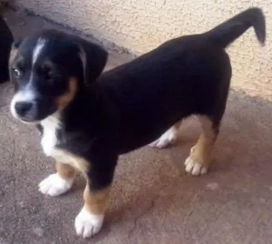 Cachorro raça Sem raça definida idade Abaixo de 2 meses nome Sem nome